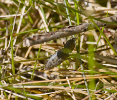 Prosternon tessellatum