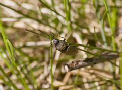 Prosternon tessellatum