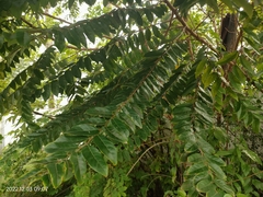 Phyllanthaceae
