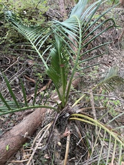 Macrozamia riedlei
