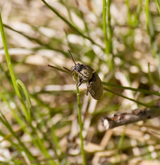 Prosternon tessellatum
