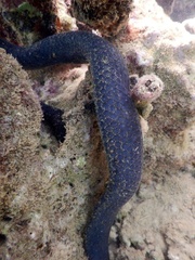 Emydocephalus annulatus