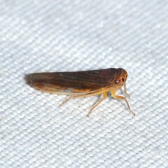 Idiodonus kennicotti