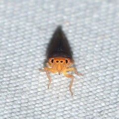 Idiodonus kennicotti