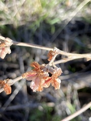 Eriogonum niveum