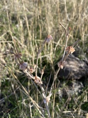 Eriogonum niveum