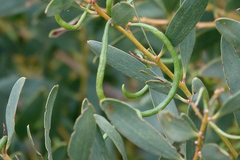 Acacia longifolia sophorae