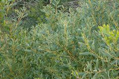 Acacia longifolia sophorae