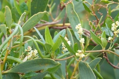 Acacia longifolia sophorae