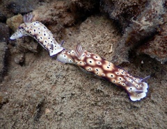 Hypselodoris tryoni