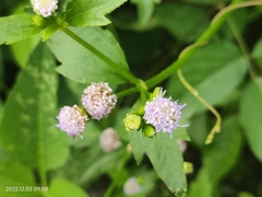 Praxelis clematidea