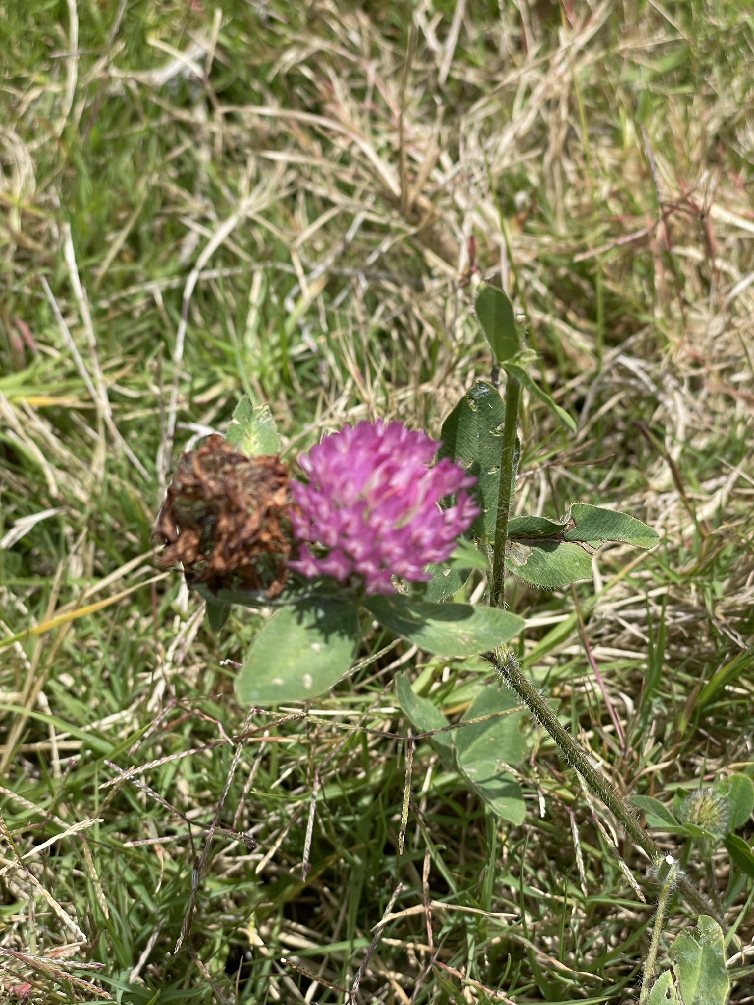 Trifolium image
