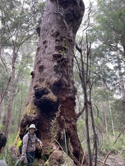 Eucalyptus jacksonii