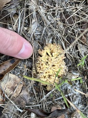 Ramaria conjunctipes