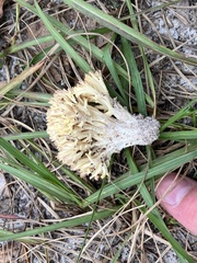 Ramaria conjunctipes