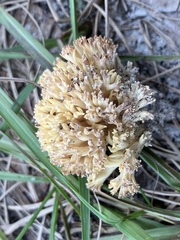 Ramaria conjunctipes