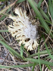 Ramaria conjunctipes