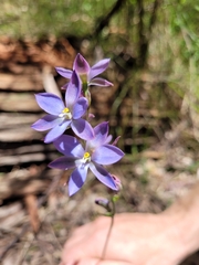 Thelymitra media