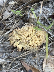 Ramaria conjunctipes