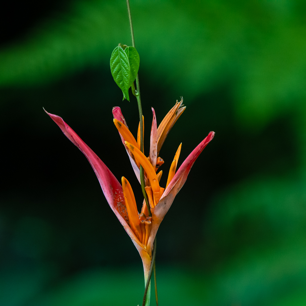 Heliconia psittacorum