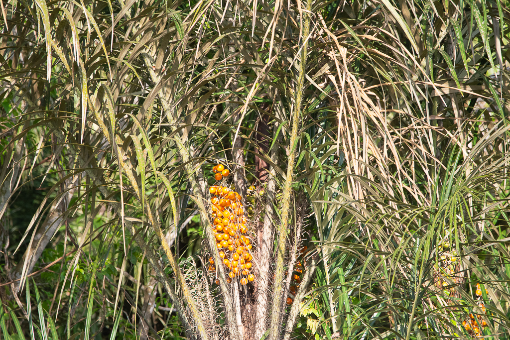 Astrocaryum vulgare