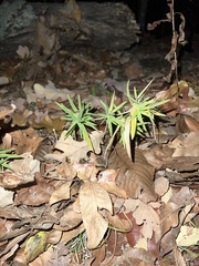 Dichanthelium laxiflorum