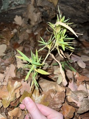 Dichanthelium laxiflorum