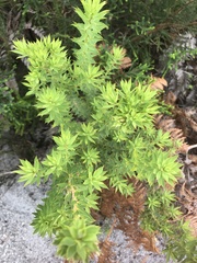 Pultenaea reticulata