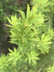 Pultenaea reticulata
