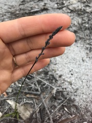 Comesperma calymega