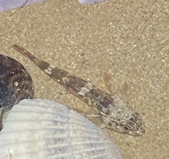 Bovichtus angustifrons