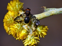 Acanthonevroides basalis