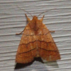 Pyreferra hesperidago