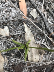Comesperma calymega