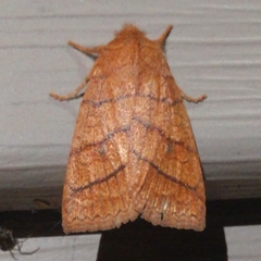 Pyreferra hesperidago