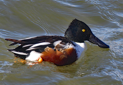Spatula clypeata