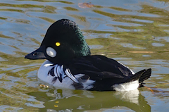 Bucephala clangula