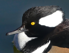 Lophodytes cucullatus