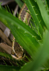 Philodryas chamissonis