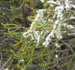 Melaleuca brevifolia