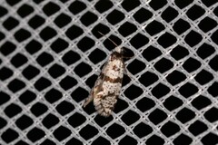 Lepidoscia stenomochla