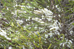 Melaleuca brevifolia