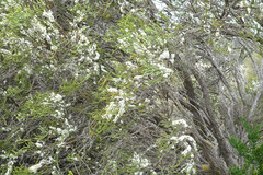 Melaleuca brevifolia
