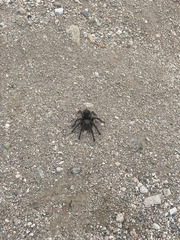 Aphonopelma eutylenum