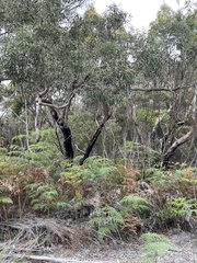Eucalyptus patens