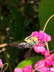 Stictia signata