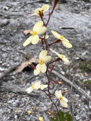 Stylidium acuminatum