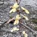 Stylidium acuminatum meridionale - Photo (c) orchidup, μερικά δικαιώματα διατηρούνται (CC BY-NC)