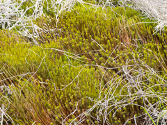 Polytrichum strictum