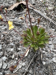 Stylidium acuminatum